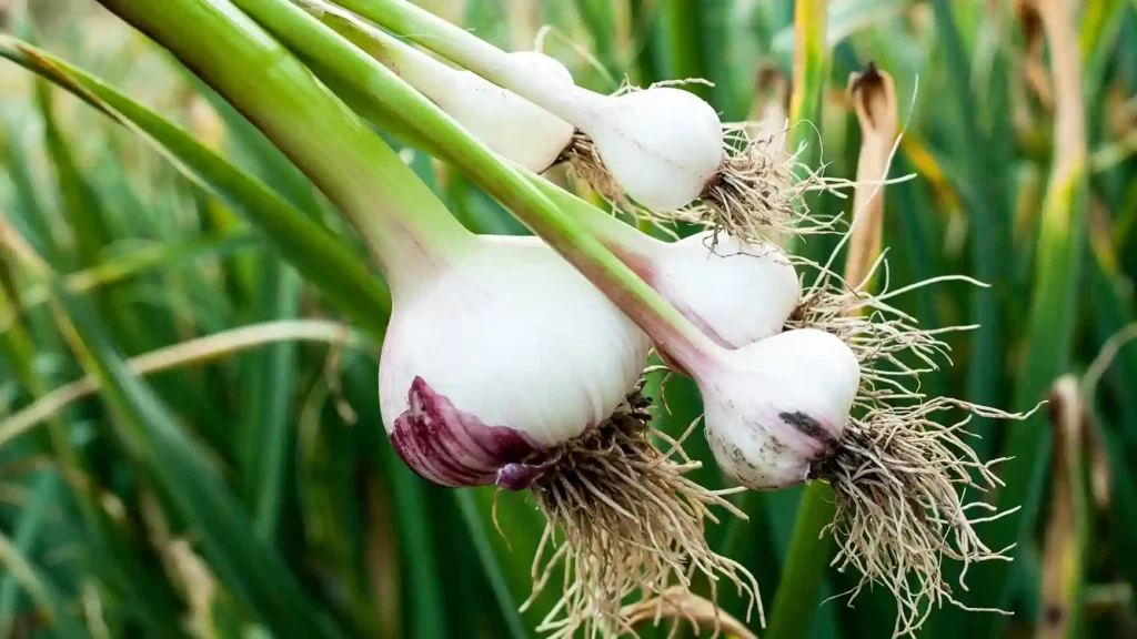 Lahsun ki Organic Kheti Kaise Karen