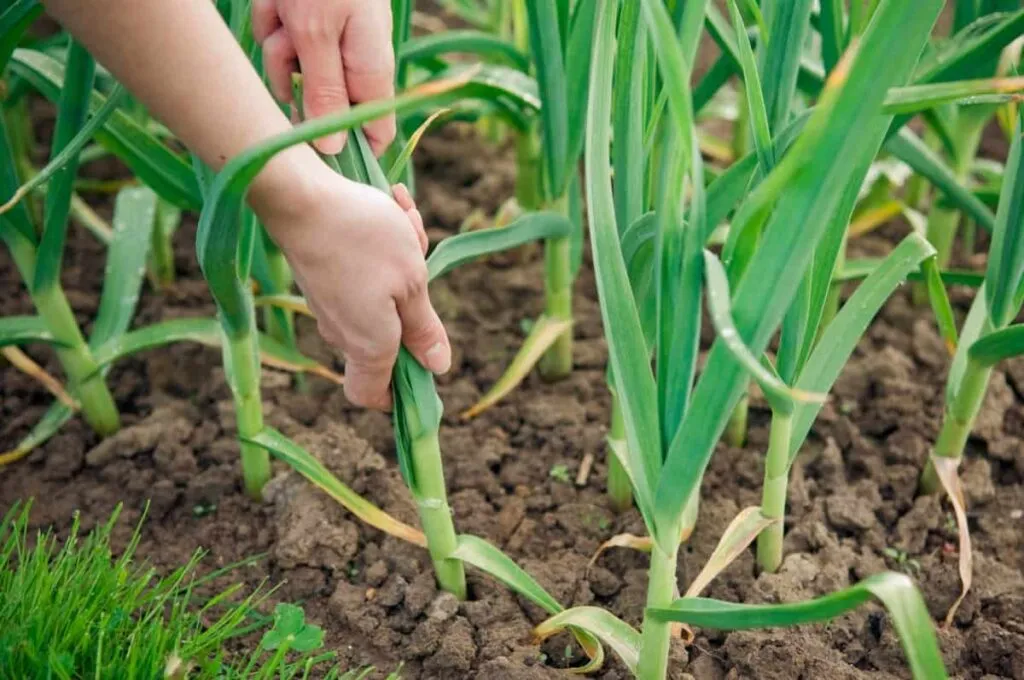 Lahsun ki Organic Kheti Kaise Karen