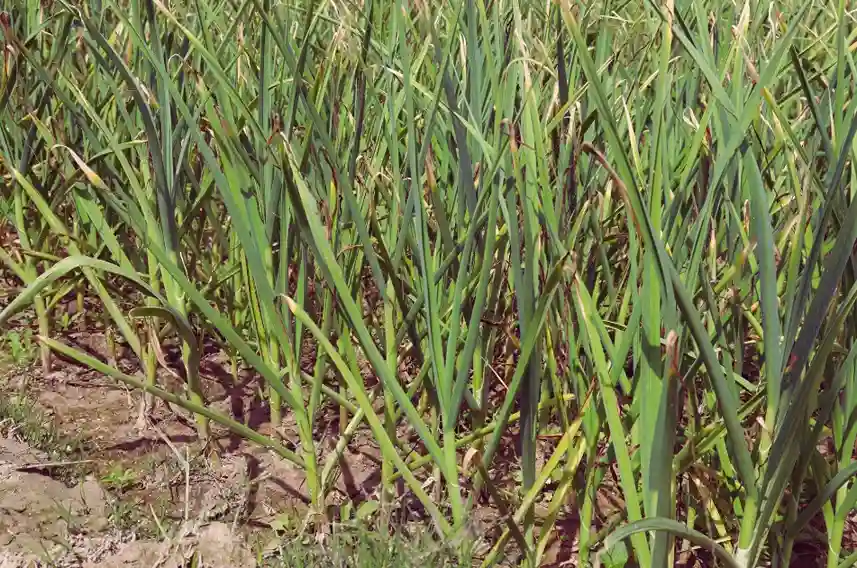 Lahsun ki Organic Kheti Kaise Karen