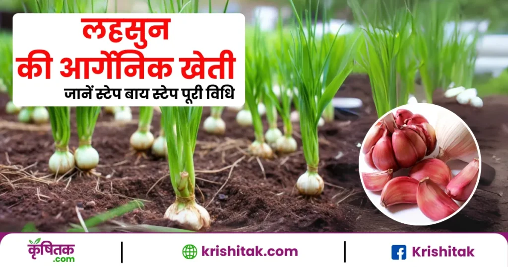 Lahsun ki Organic Kheti Kaise Karen
