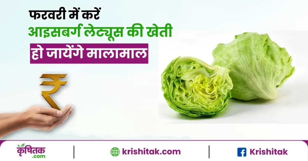 आइसबर्ग लेट्यूस