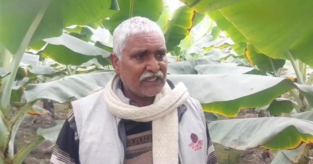 Banana Cultivation