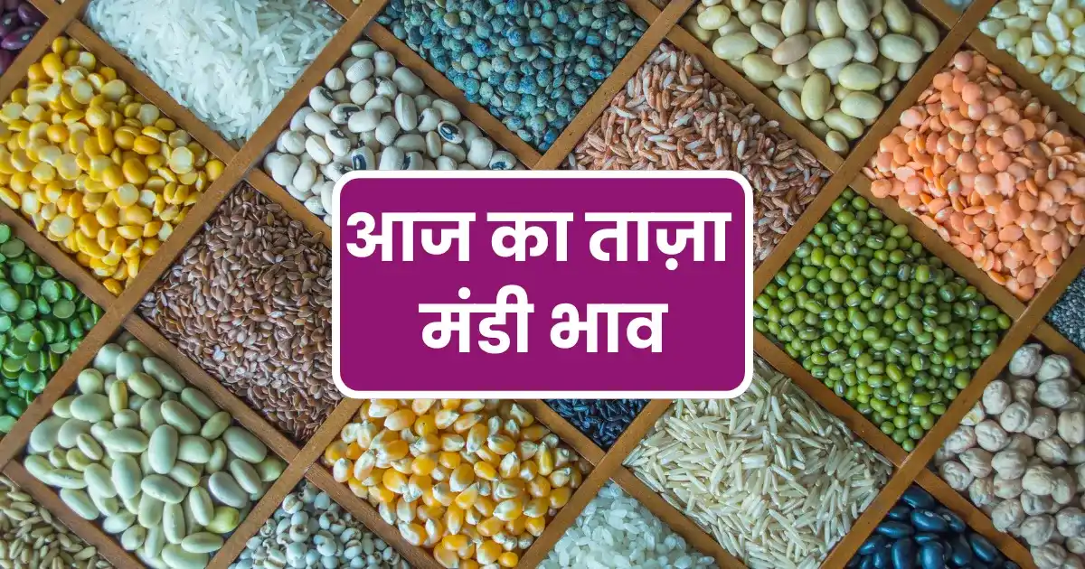 Today Mandi Bhav