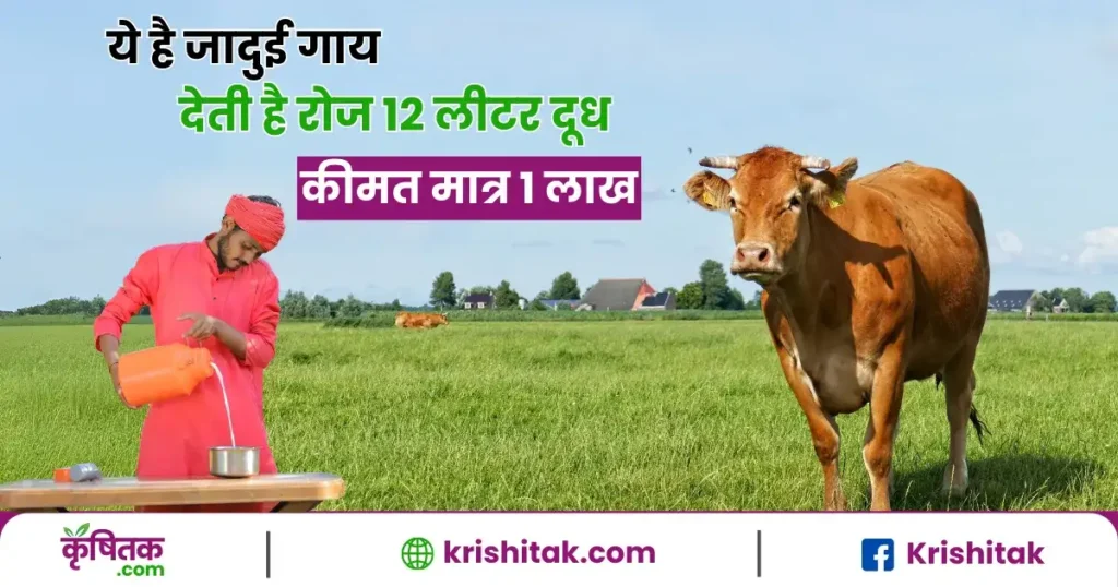 गिर गाय