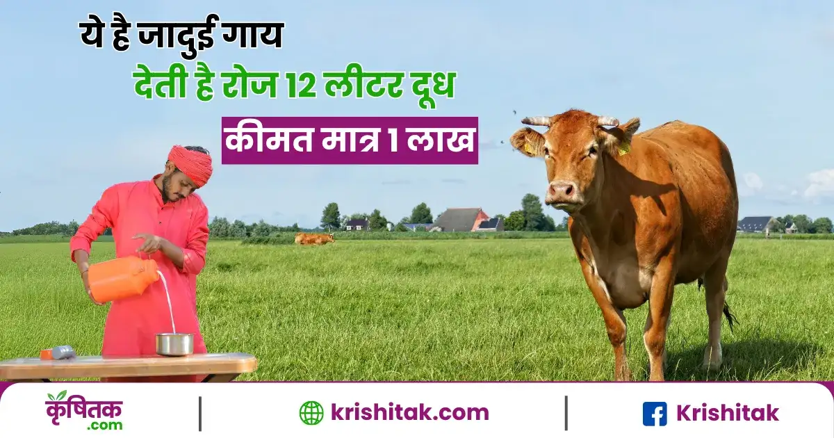 गिर गाय
