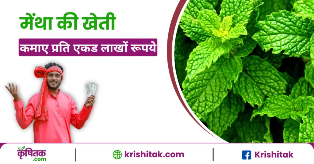 Mentha Oil Kheti