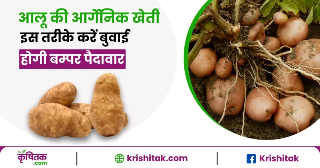 Organic Potato Farming