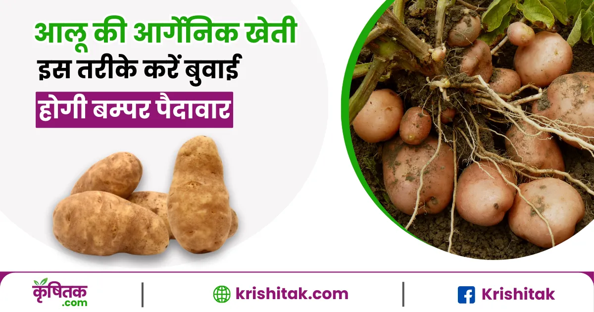 Organic Potato Farming