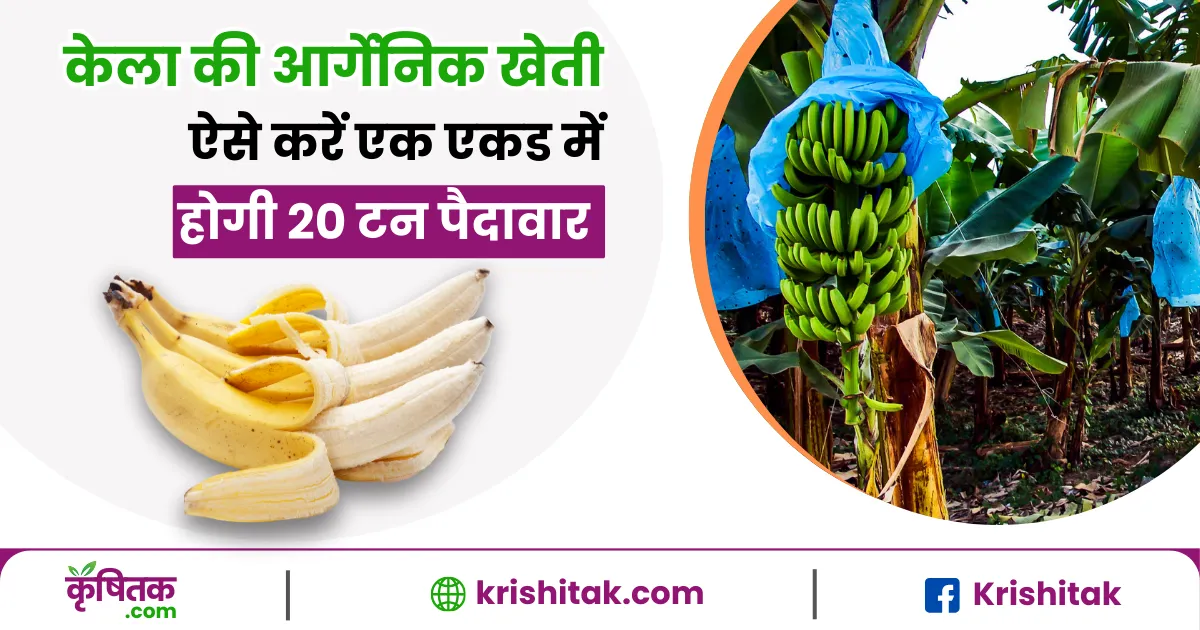 Organic Banana Farming