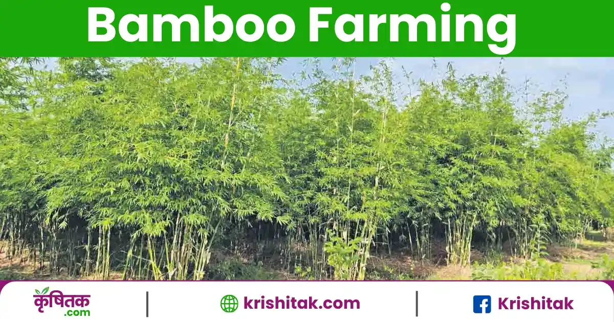Bamboo Farming