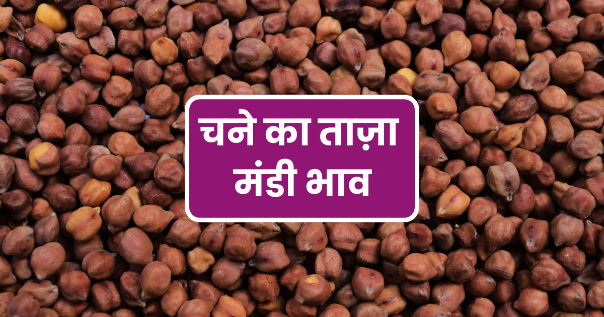 Chana Mandi Rate