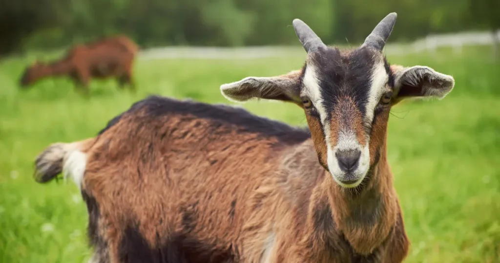 Goat meat