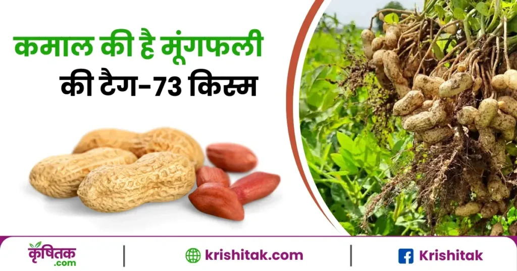 groundnut farming tag 73 variety