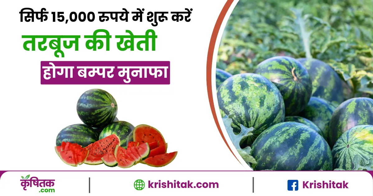 Watermelon farming tips