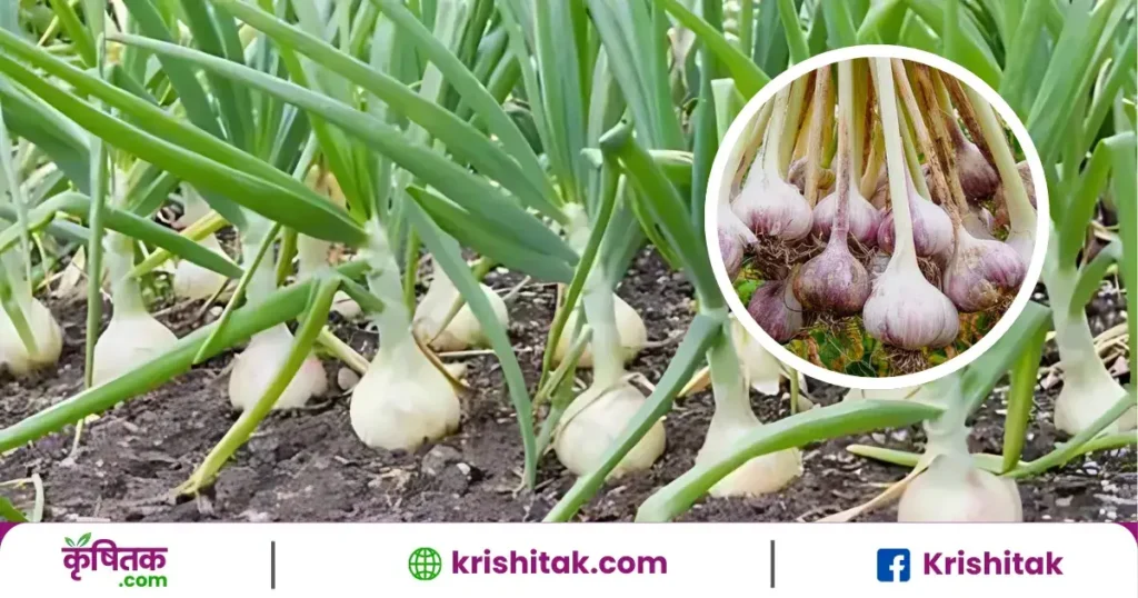 Garlic Farming Tips