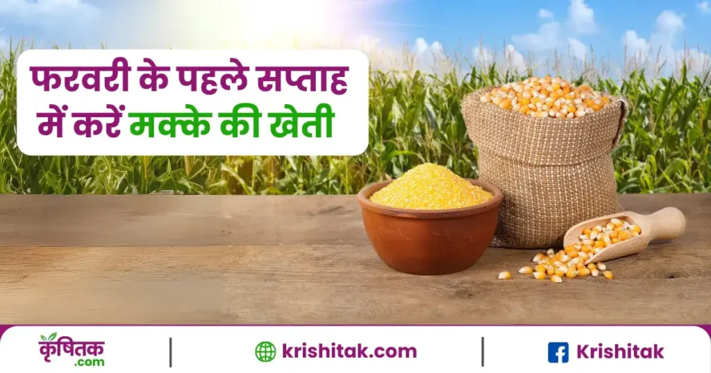 Maize Farming