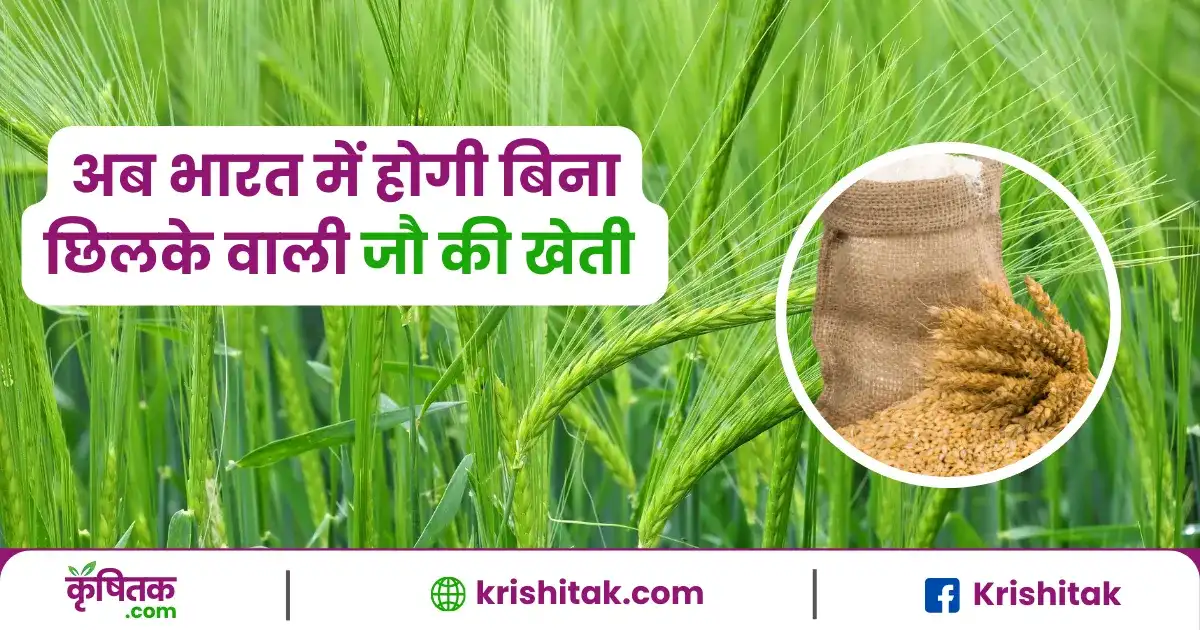 Cultivation of Unhulled Barley