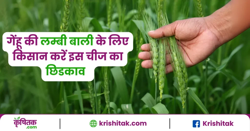 गेहूं की बाली की लंबाई बढ़ाने के लिए किसान इस उर्वरक का करें उपयोग