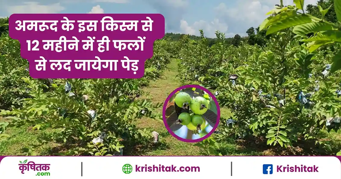 अमरूद के इस किस्मों की करें खेती, 12 महीने में फलों से लद जायेगा पेड़, एक एकड़ में 200 क्विंटल तक पैदावार