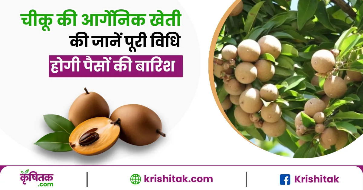 Chikoo Organic Farming