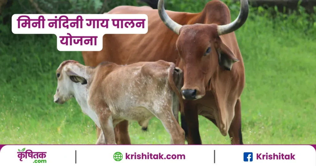 मिनी नंदिनी योजना
