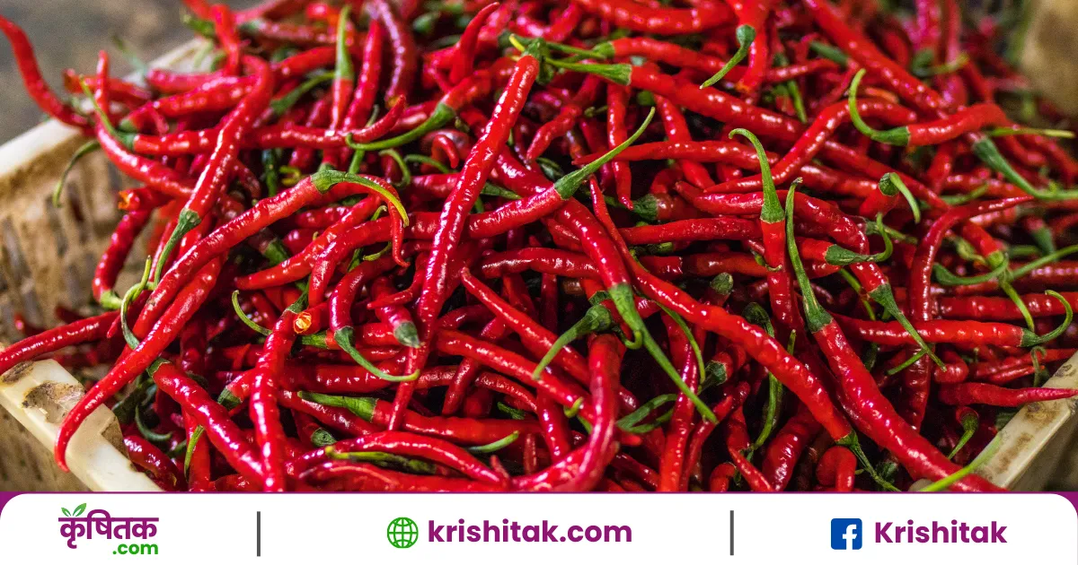 Chilli Prices