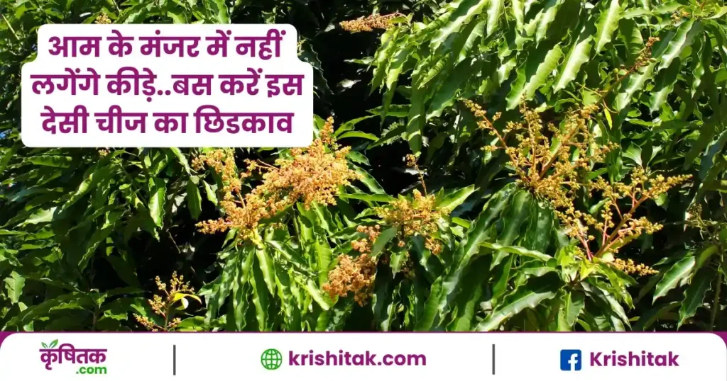 Mango Tree Care