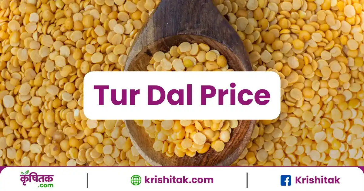 Tur Dal Price