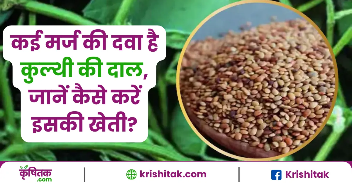 Kulthi Dal Ki Kheti