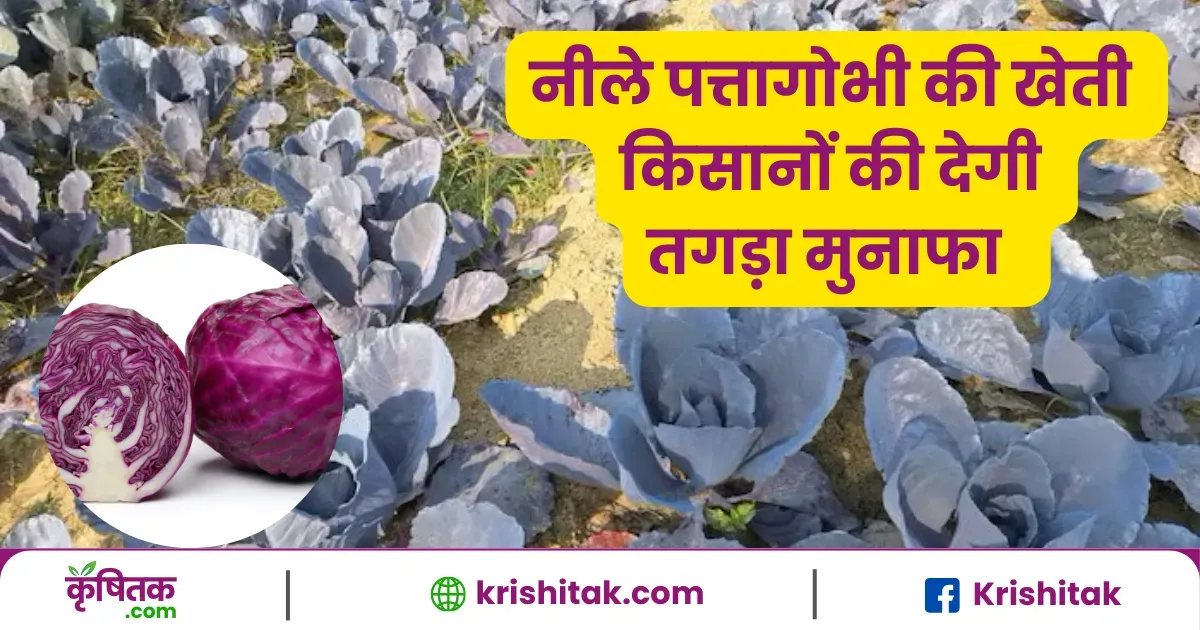 नीले पत्तागोभी की खेती सर्दियों में किसानों को देगी तगड़ा मुनाफा