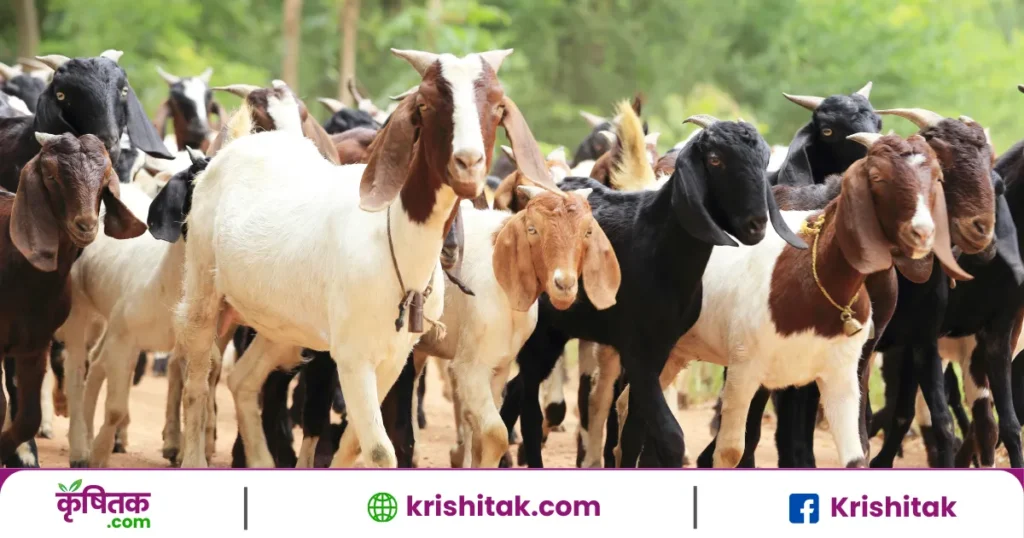 samekit Bakri Bhed Vikas Yojana