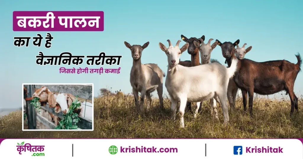 Bakri Palan Kaise Karen