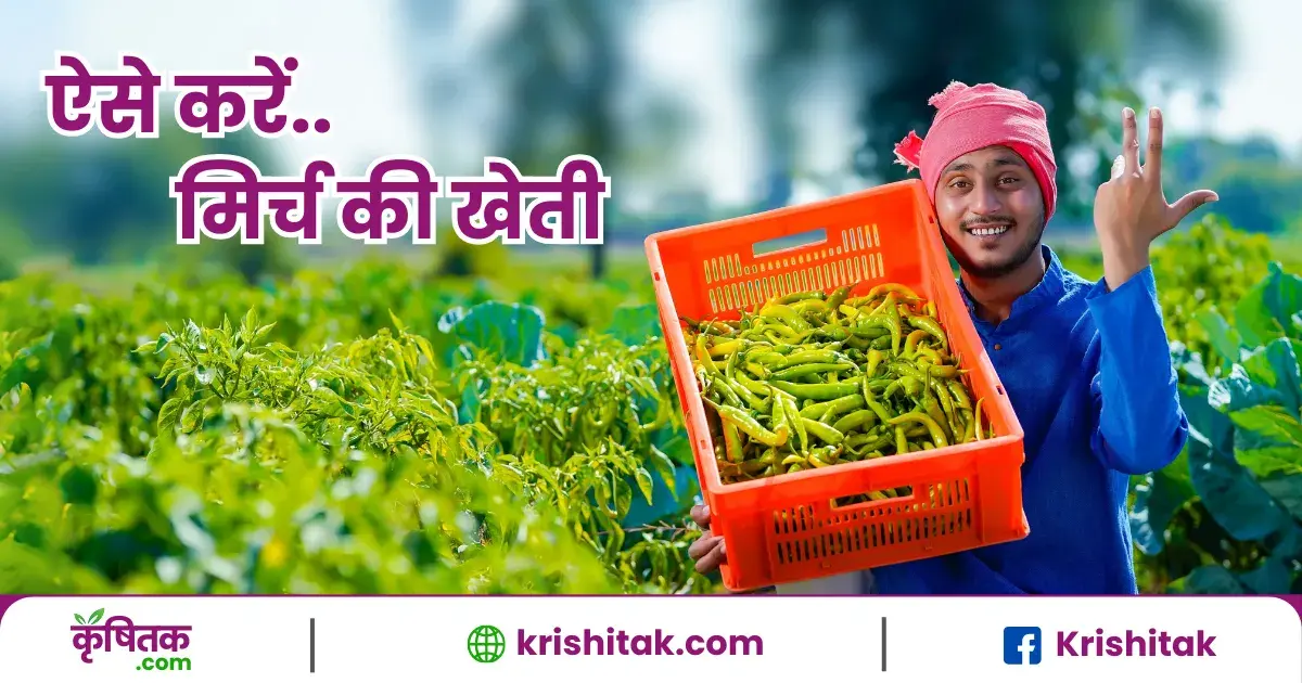 Mirch ki kheti kaise kare