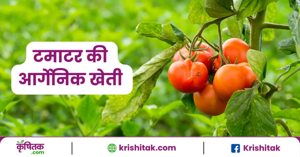 Tamatar ki organic Kheti Kaise Kare