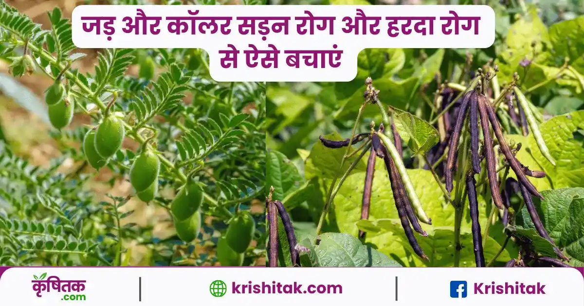 Pulses Crop Diseases