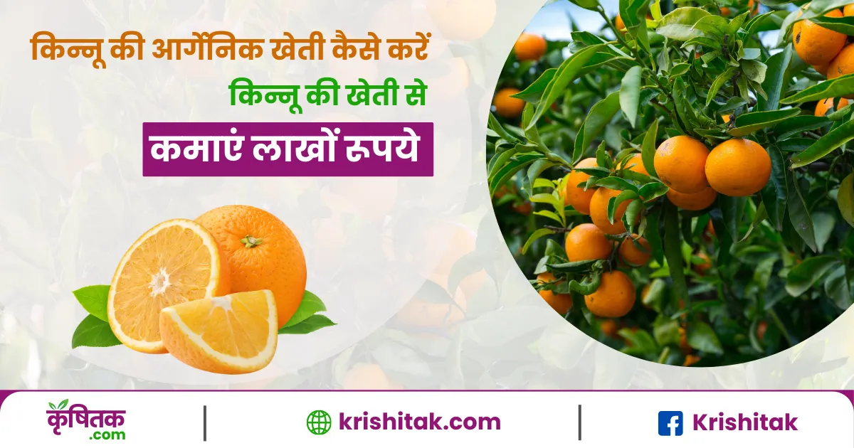 kinnow ki organic kheti