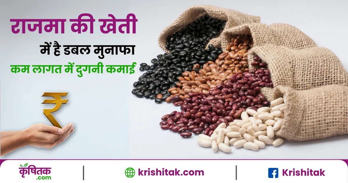 Rajma Ki Kheti Kaise Kare