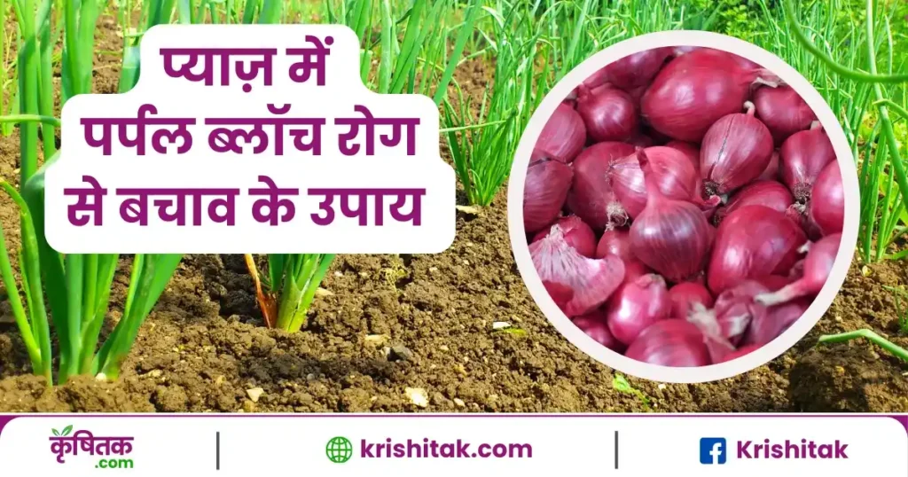 Onion crop Purple Blotch Disease