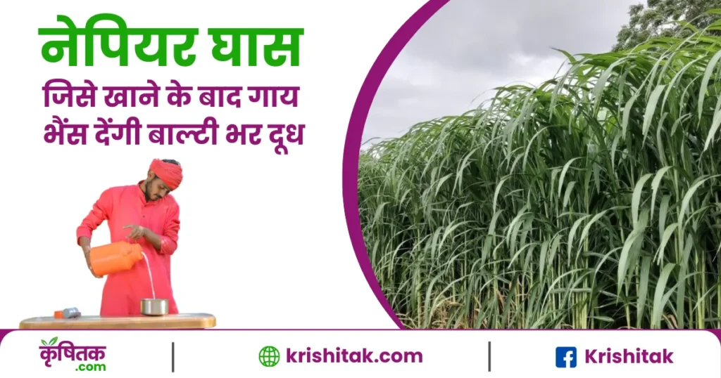 Napier Ghas ke fayde