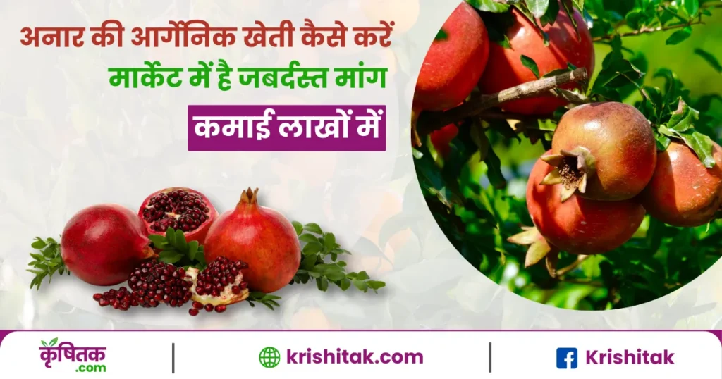 Pomegranate Organic Farming