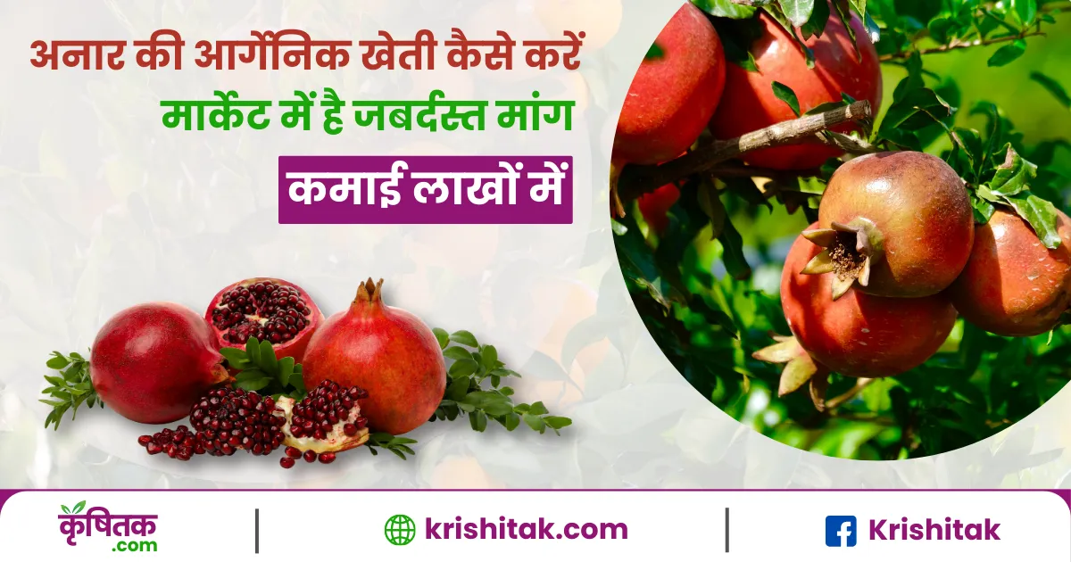 Pomegranate Organic Farming