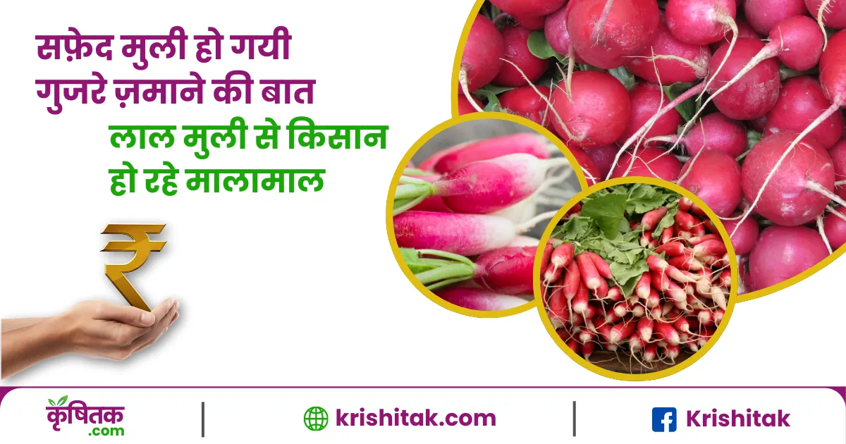 Red Radish
