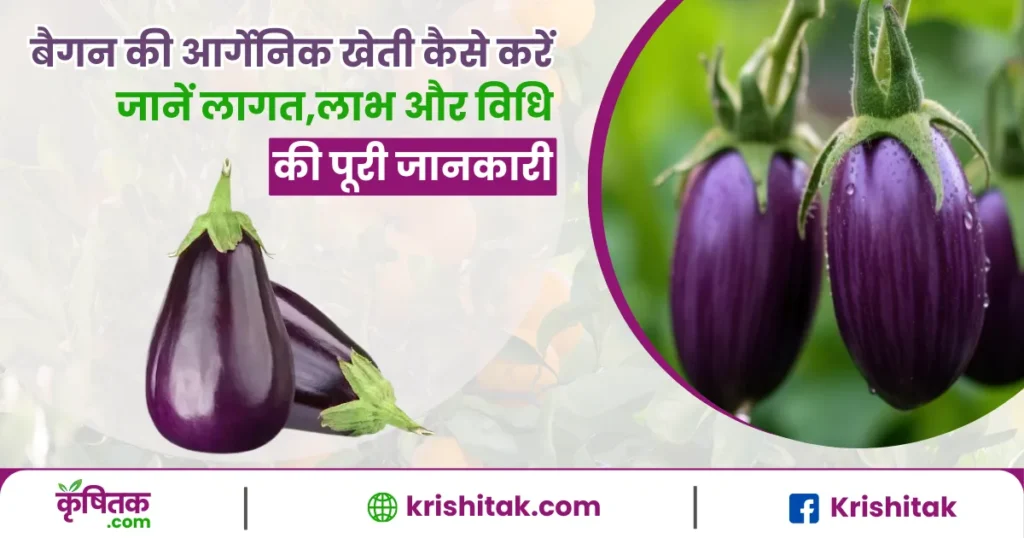 Brinjal Organic Farming