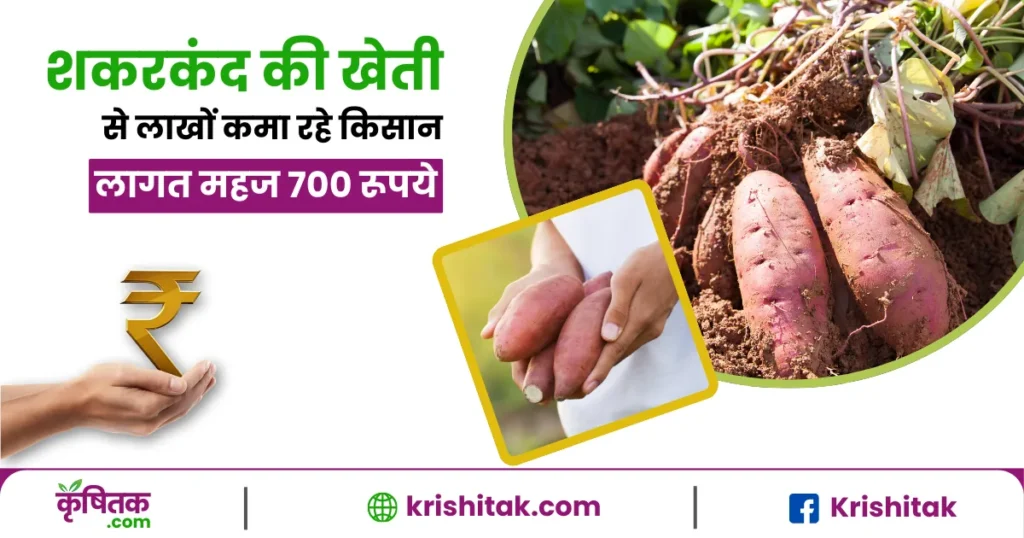 Sweet Potato Farming