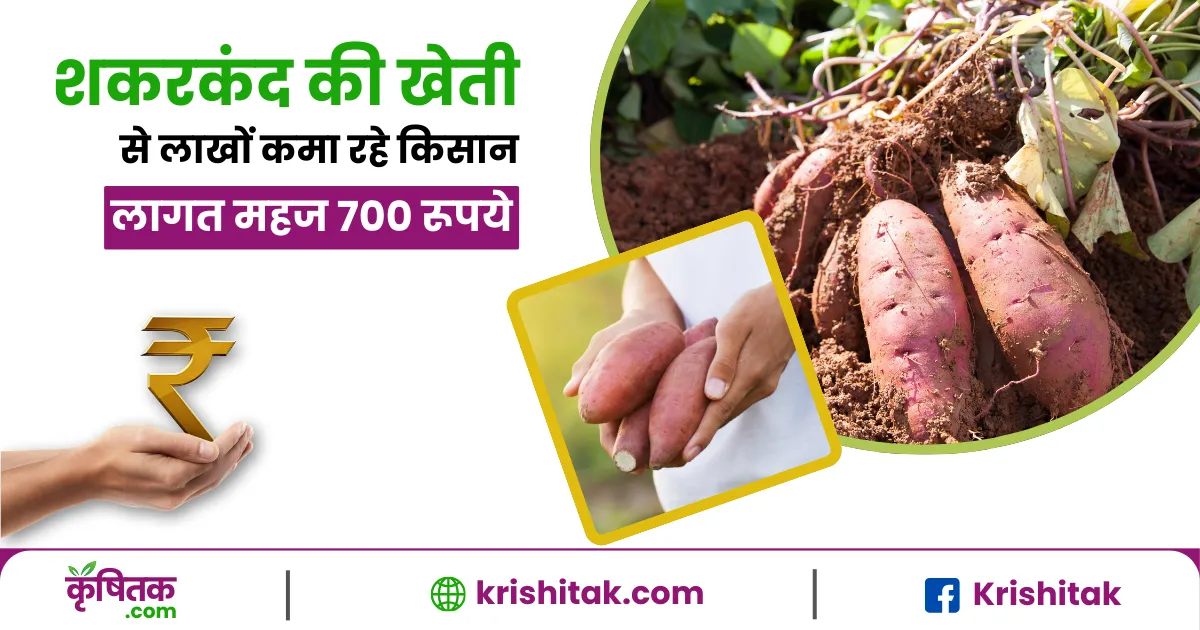 Sweet Potato Farming