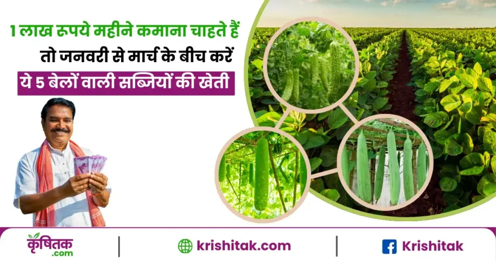 1 लाख रूपये महीने कमाना चाहते हैं तो जनवरी से मार्च के बीच करें ये 5 बेलों वाली सब्जियों की खेती