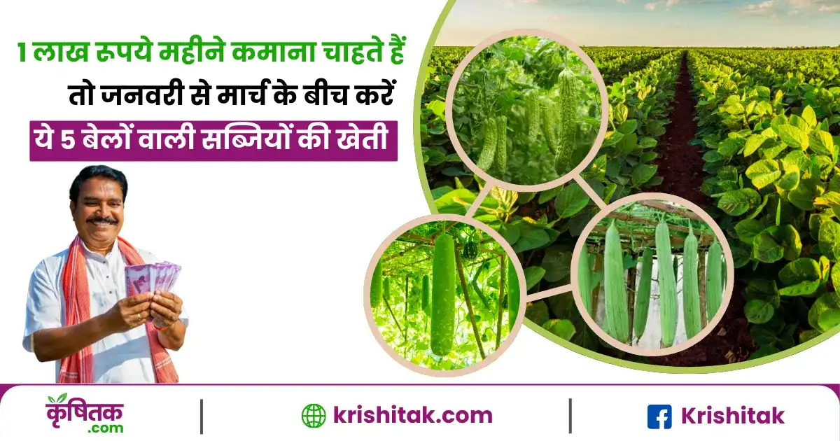 1 लाख रूपये महीने कमाना चाहते हैं तो जनवरी से मार्च के बीच करें ये 5 बेलों वाली सब्जियों की खेती