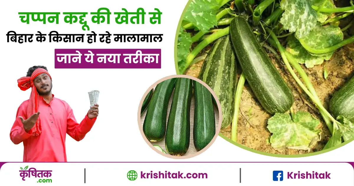 Chappan Kaddu Cultivation Tips