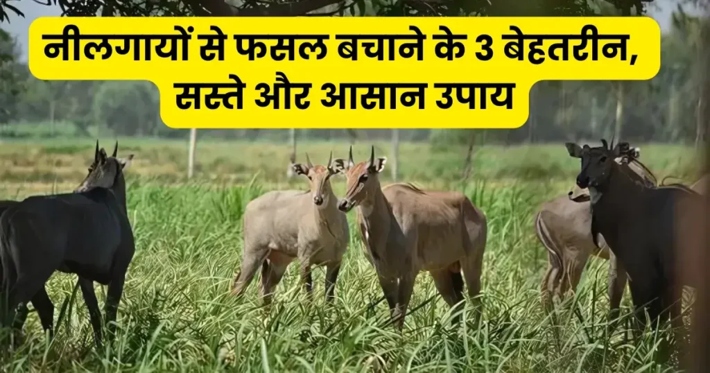 खेतों के चारों तरफ करें ये 3 गजब के उपाय, दुम दबाकर भागेंगे नीलगाय और जंगली सूअर