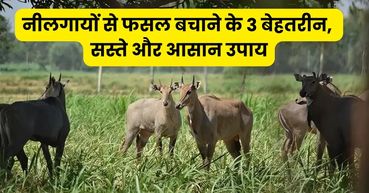 खेतों के चारों तरफ करें ये 3 गजब के उपाय, दुम दबाकर भागेंगे नीलगाय और जंगली सूअर
